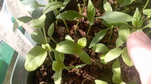 Про рассаду. Обзор по рассаде на конец февраля.