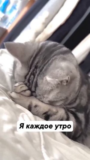 Видео от МЯУтаверс – как метавселенная, но с котами