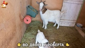 Содержание кур в домашних условиях и других птиц во дворе у Роберта 🐣🐤🦆🐔🪿🦃 (432)