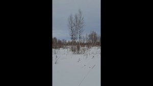 В поисках тетерева...
кругом косули, а лицензии нет(((