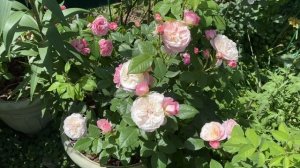 Розы в Кашпо. Лечение и Защита.