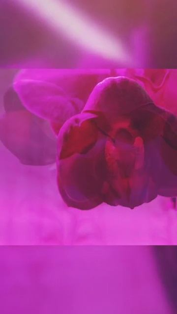 Орхидея-красотка. Цветет в октябре-ноябре 2021. Просто под пузыку