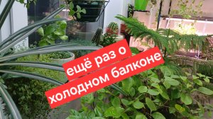 зимний сад на холодном балконе в московской квартире || зимний сад из кактусов и суккулентов