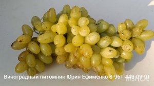 кишмиш Сострадание