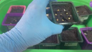 Продолжаю посев сладкого перца любимым способом.