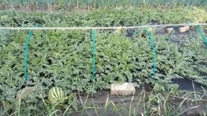 Привитые на лагенарию арбузы на даче 6 соток в Пензенской области.