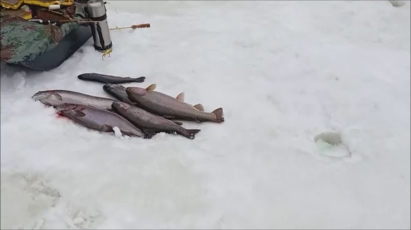 Послеобеденная рыбалка на Спорт-зоне. Поимки форели продолжаются. Клёвое место Лосиный остров. смотреть онлайн