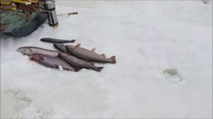 Послеобеденная рыбалка на Спорт-зоне. Поимки форели продолжаются. Клёвое место Лосиный остров.