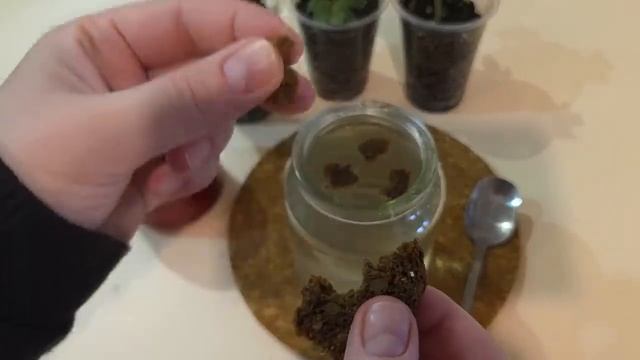 Подкормка рассады огурцов. Рассада толстая и урожайная