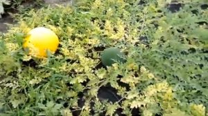 Арбузы привитые на лагенарию дача 6 соток в Пензенской области.