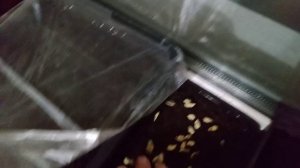 Мой маленький запас фиников и.т.д.