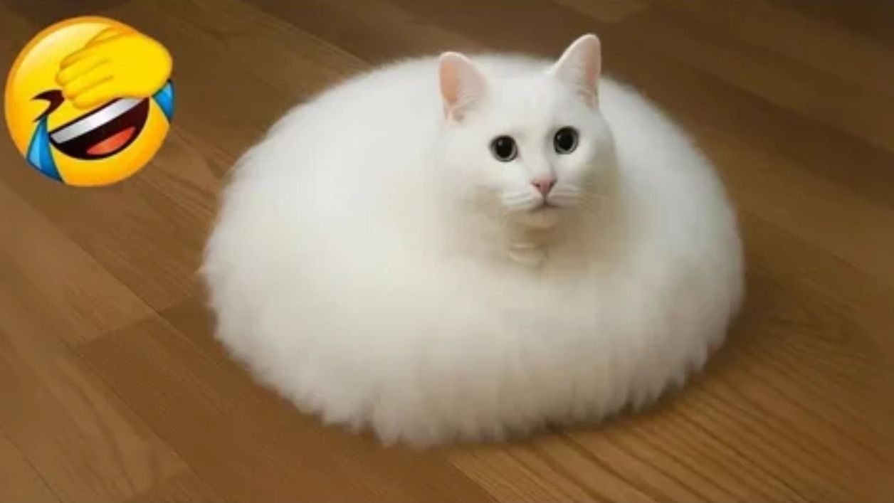 СМЕШНЫЕ КОТЫ 2026 ЛУЧШИЕ ПРИКОЛЫ С КОТАМИ, КОШКИ, ЖИВОТНЫЕ, СМЕШНОЕ ВИДЕО смотреть онлайн