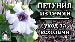 Петуния из семян. Уход за всходами. Что делать если всходы петуний не дружные.