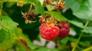 Ягода-Малина 💔🌹Кавер на сладкую песню чудесной Валентины Легкоступовой