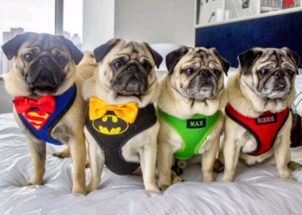 пати 12 2 смотреть онлайн