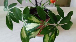 Укоренение варигатной Шефлеры Герды