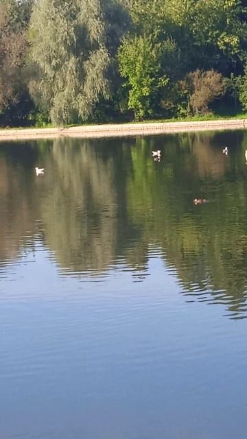 Чайки, природа и вечность