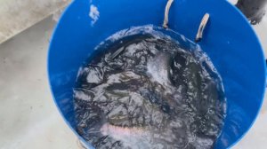 Привоз форели на водоем