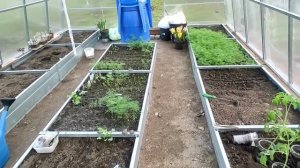 15-Дача..высаживаю  перцы и баклажаны в теплицу 11.05.22.