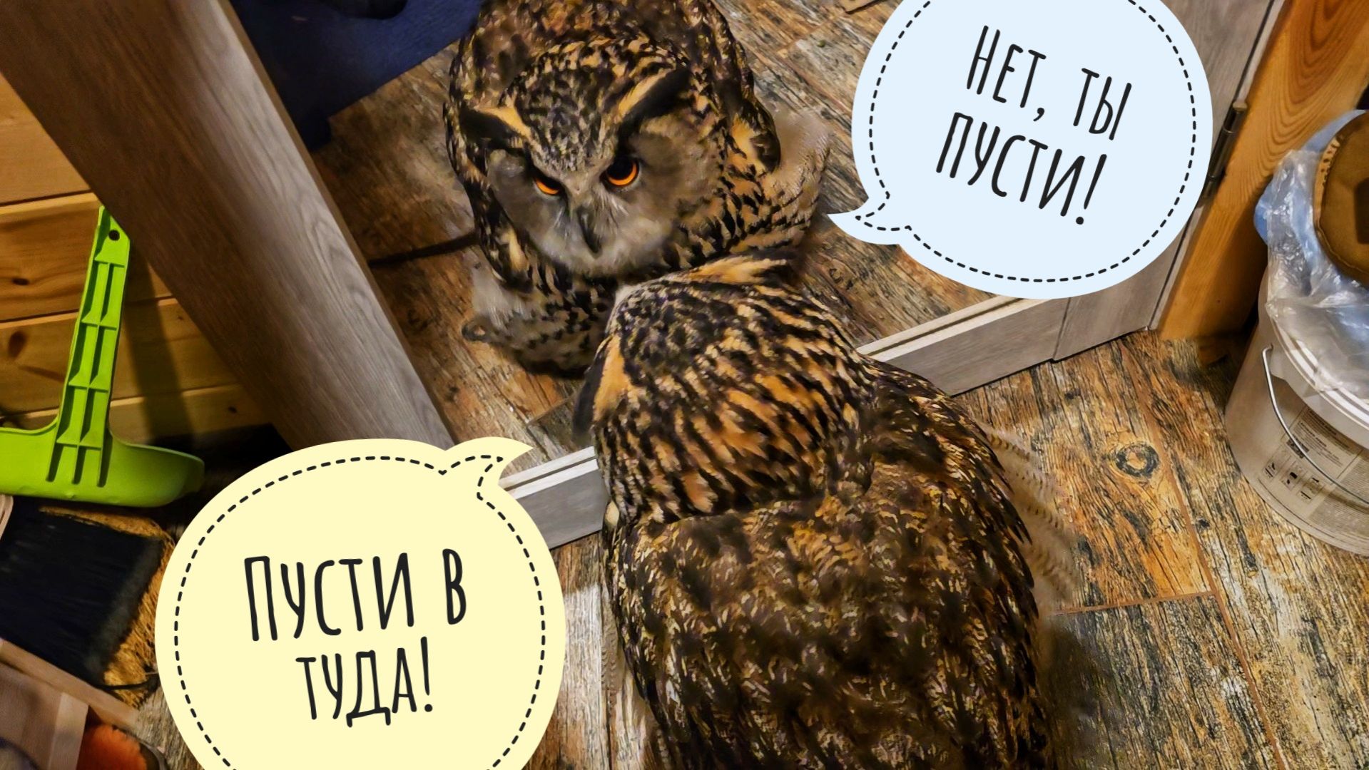 Сова Ёль не может пройти в дом сквозь зеркало. Кошка Морошка тоже хочет фото в синих цветах смотреть онлайн