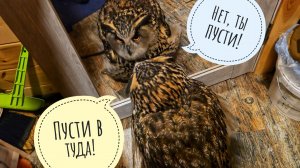 Сова Ёль не может пройти в дом сквозь зеркало. Кошка Морошка тоже хочет фото в синих цветах