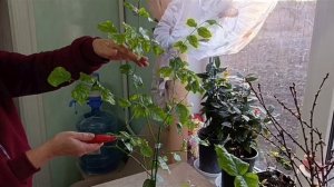 Жасмин Самбак -формировка(сорт Арабские рыцари)