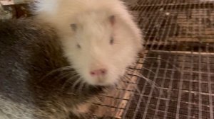 Опять ЭКСПЕРИМЕНТ В НУТРИЕВОДСТВЕ