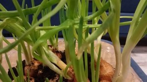Лук зеленеет на подоконнике. Витамины круглый год.