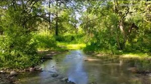 Звуки природы, пение птиц,1часов_1