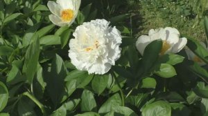 сеянец Вологодские Кружева