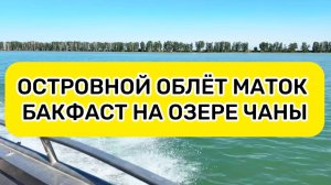 Островной облёт маток Бакфаст на озере Чаны