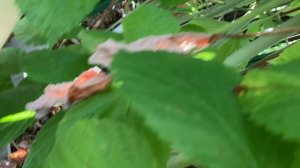 К чему приводят слишком запущенные посадки малины.