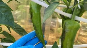 Июль, а перцы только начали завязывать.