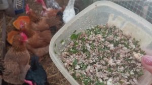 Для цыплят и зелень, и яйцо - усиленное питание.