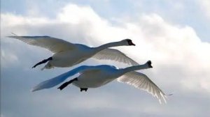 "Не один ты мой любимый,не один!"- читает автор Галина Катрачёва