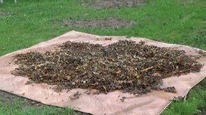 Самый простой и бесплатный дренаж на участке женскими руками.