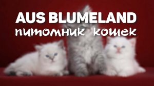 Профессиональный питомник кошек Аус Блюмеланд