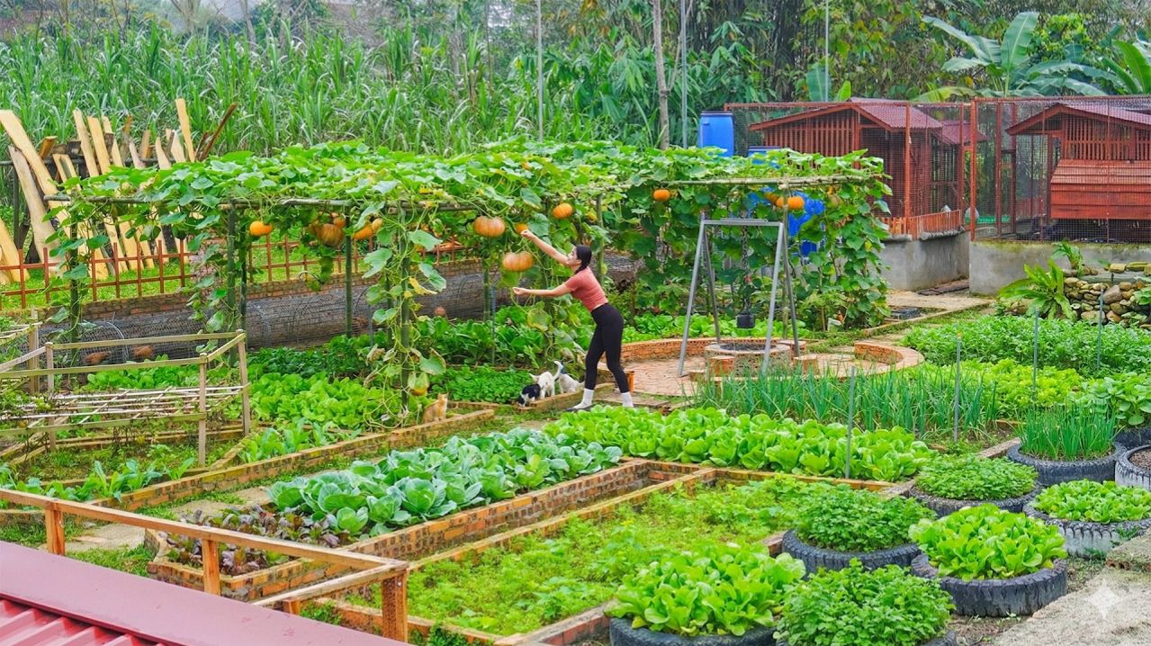 Технология выращивания тыквы с использованием бамбуковых шпалер, сбор урожая и повторная посадка. смотреть онлайн
