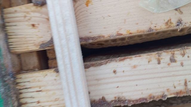 Что в наблюдательном улье на 28 февраля 2026 года? смотреть онлайн