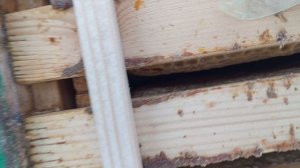 Что в наблюдательном улье на 28 февраля 2026 года?