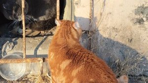 Весенние арии🤭