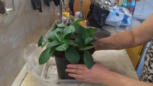 Пересаживаю Антуриум. Сажаю перцы Лечо для Любаши. 26.02.2026