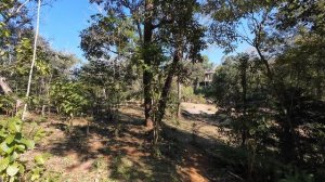 Водопад Tad Gneuang Waterfall тропинка. Паксе (Pakse). Лаос. Январь 2026.