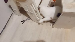 28-02-2026 Кого поймала кошка!!!