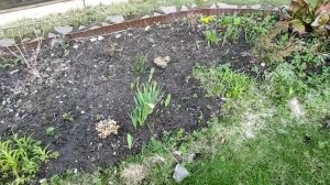 17-Дача..подготовка и посадка картофеля..Посев огурцов 13.05.22.