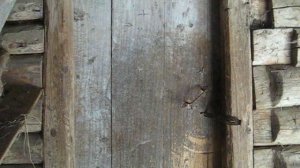 Деревня. Сено.