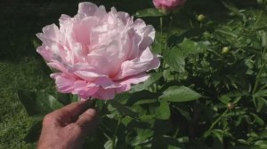 Пион сеянец Колыбель Дюймовочки