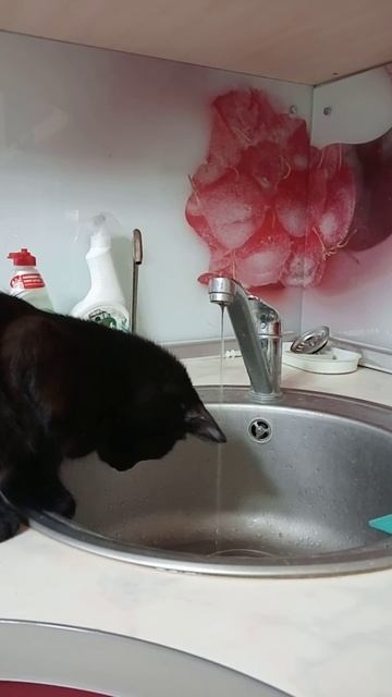 Черныш играет с водой🙂