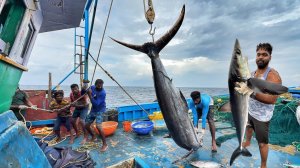 Оооо! Первый день, когда мы остались в глубоком море и поймали много тунцов