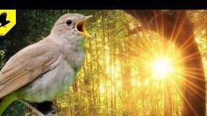 Релакс видео. Пение птиц в лесу весной. Красивое видео для расслабления.